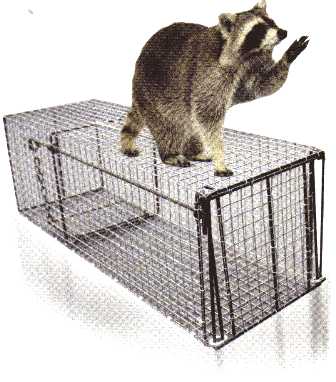 A raccoon standing on top of a long, wire mesh live animal trap, with one paw raised against a plain white background.
