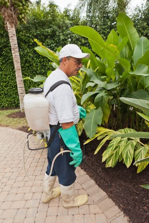A pest control specialist wearing protective gloves and boots using a backpack sprayer to treat a garden bed filled with tropical plants and large leaves.