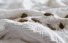 Bed bug identification and treatment guide - close up of bed bugs on mattress fabric, BC