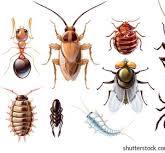Pest control BC technician treating a Lower Mainland home