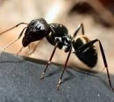Best pest control company Port Coquitlam BC technicians treating carpenter ants in a home