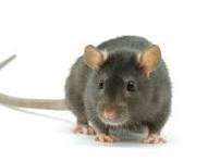 rat control in Langley BC