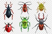 pest control cost Surrey BC pest guide