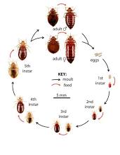 Pest control for bed bugs life cycle diagram showing nymph stages, BC