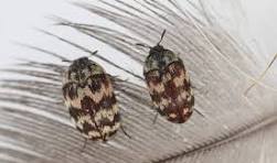 exterminator for carpet beetles BC