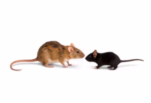 Signs of a rat infestation - two rats near a home in BC
