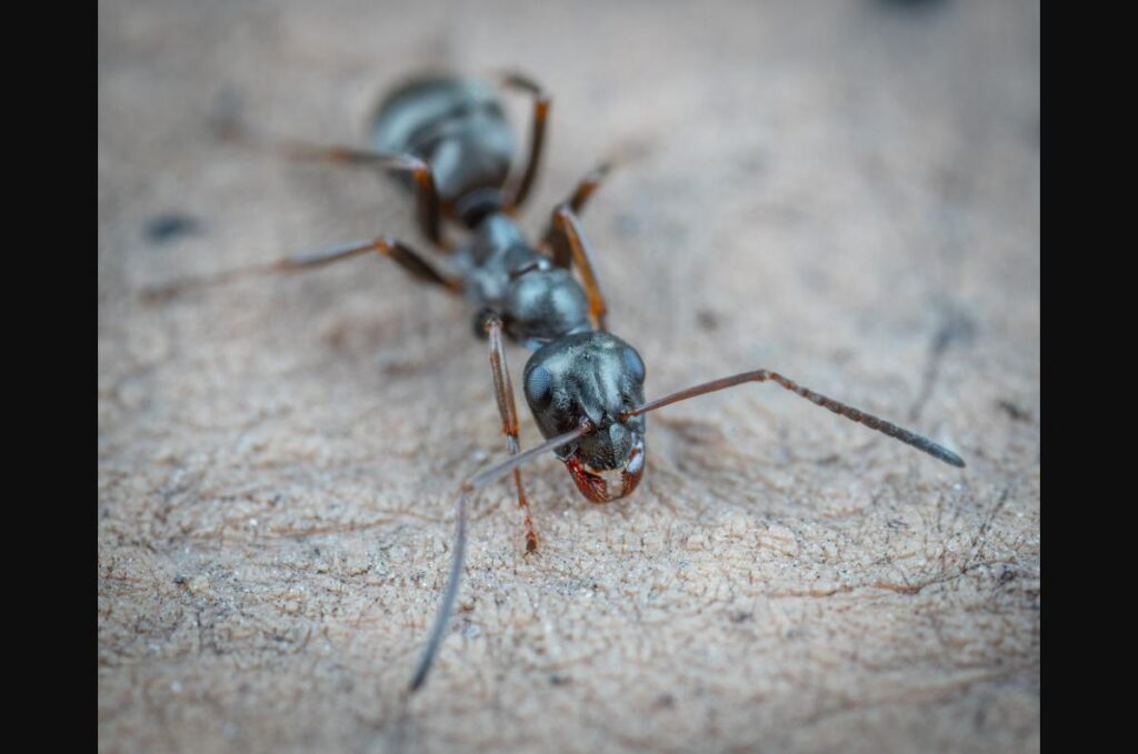 Close-up of tiny ants commonly found in BC homes